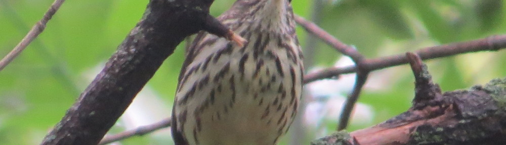 Northern Waterthrush