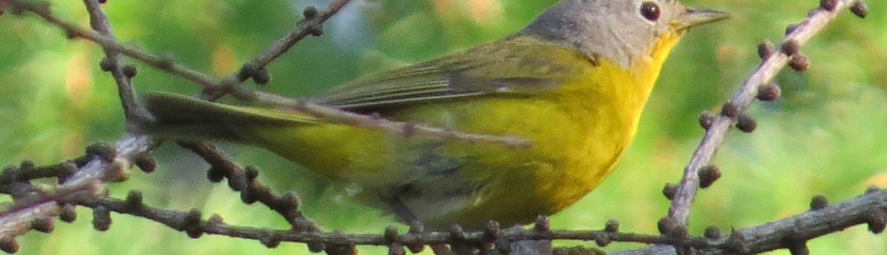 Nashville Warbler