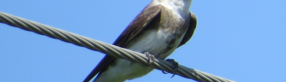 Bank Swallow