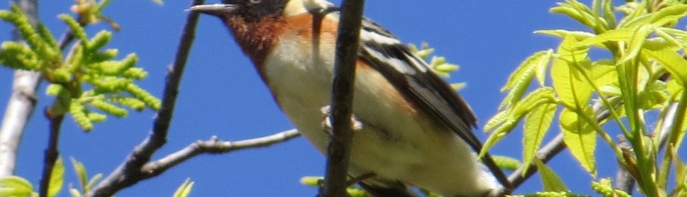Bay-breasted Warbler