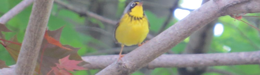 Canada Warbler