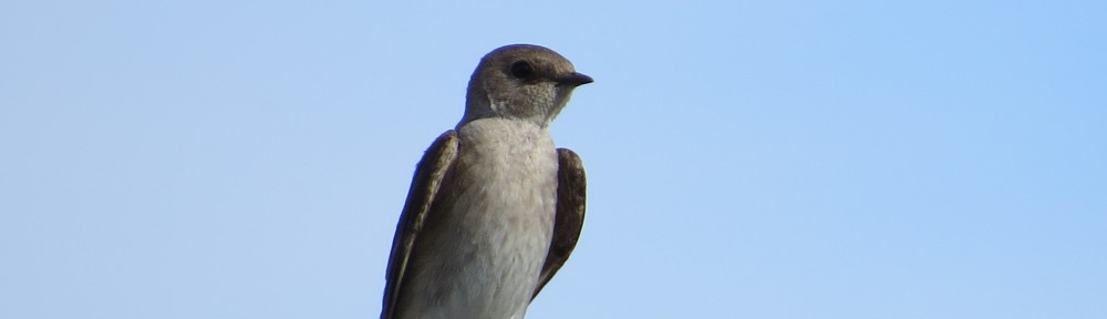 Northern Rough-winged Swallow