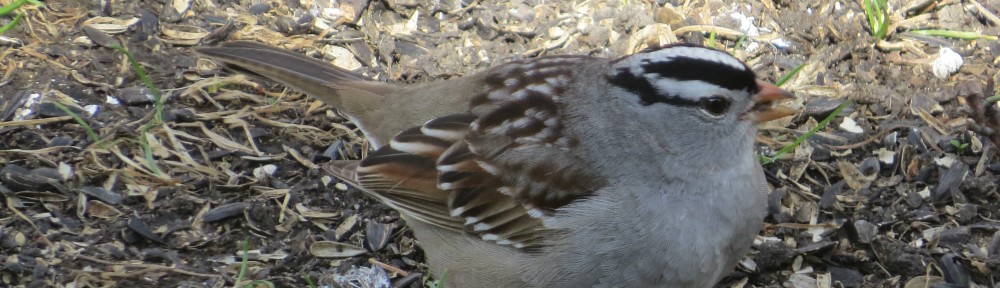 White-crowned Sparrow