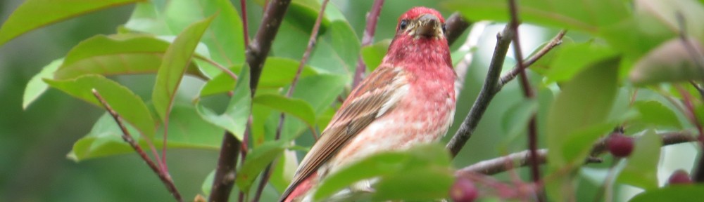 Purple Finch