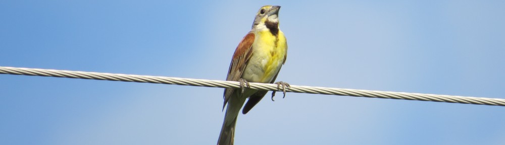 Dickcissel