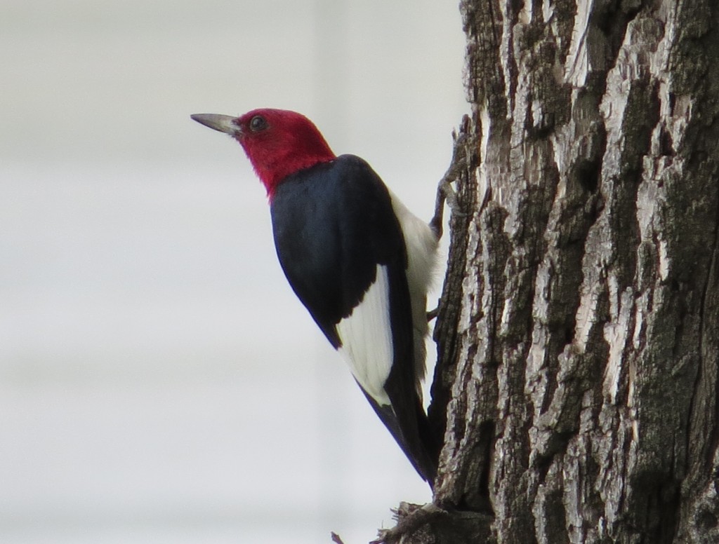 Red-headed Woodpecker