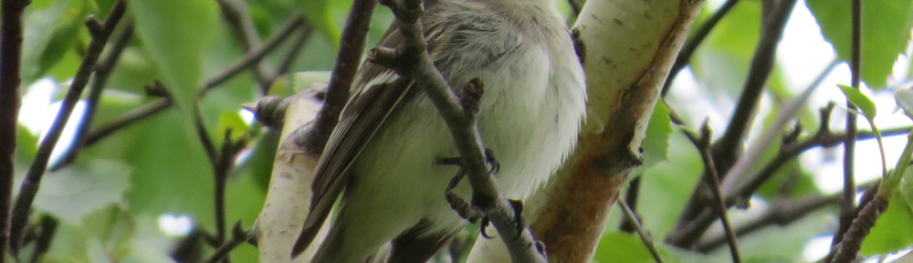 Least Flycatcher