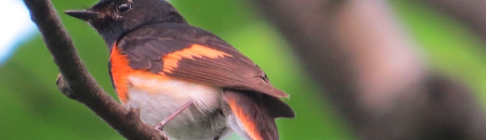 American Redstart