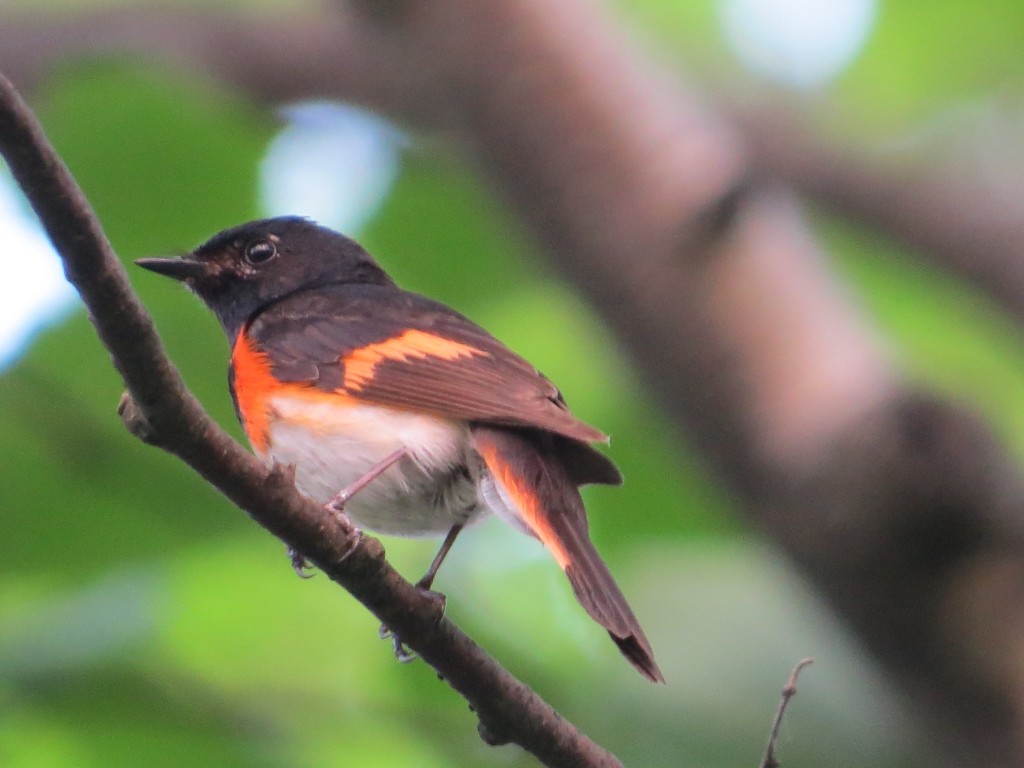 American Redstart