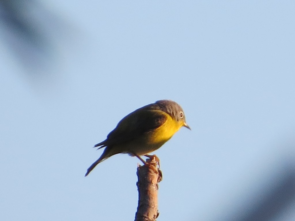 Nashville Warbler