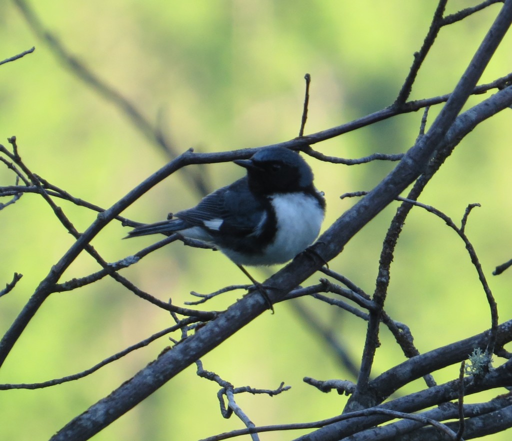 Black-throated Blue Warbler