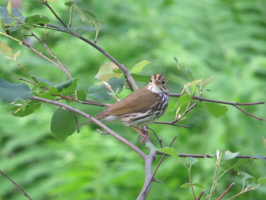 Ovenbird