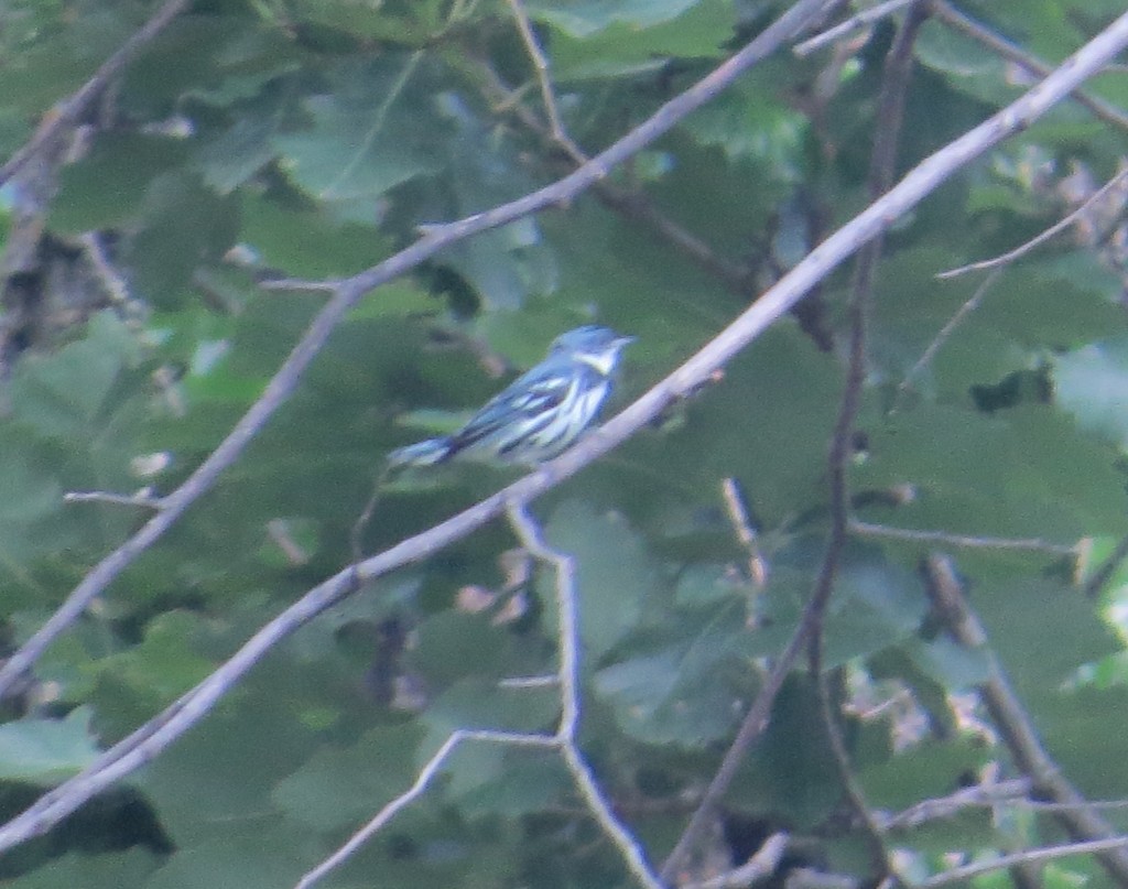 Cerulean Warbler