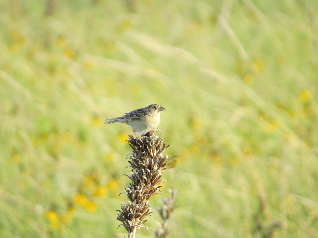 Grasshopper Sparrow