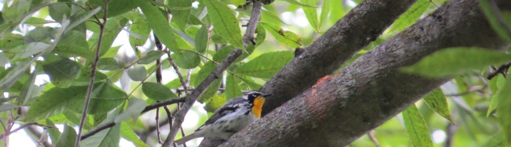 The Yellow-throated Warbler, a very rare bird for Minnesota