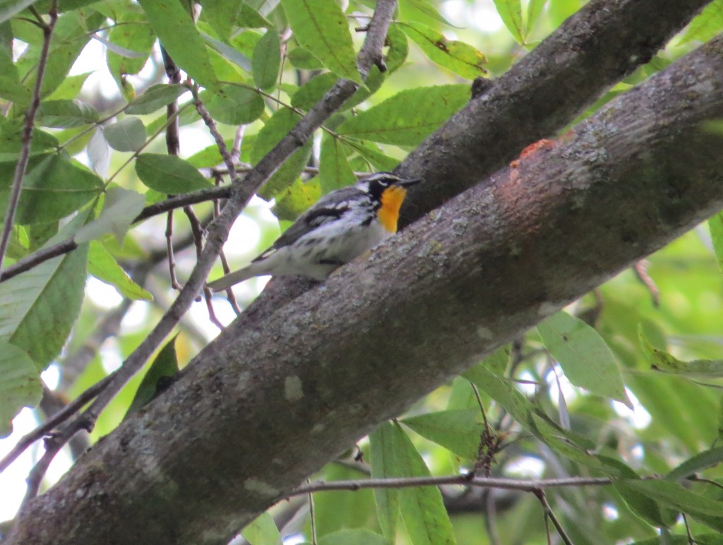 The Yellow-throated Warbler, a very rare bird for Minnesota