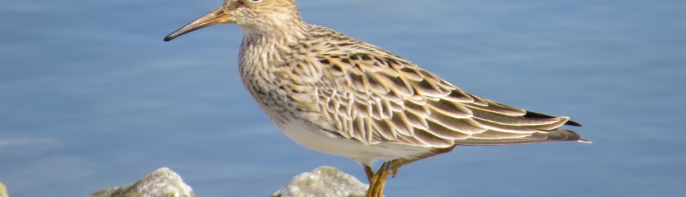 Pectoral Sandpiper