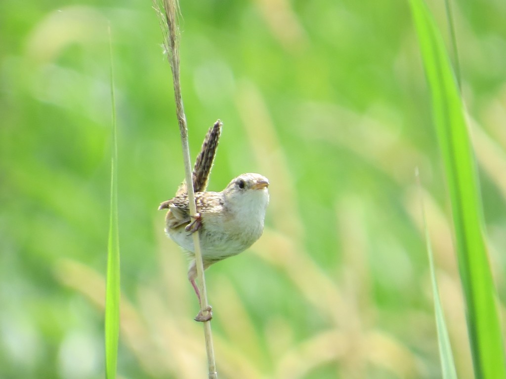 Sedge Wren