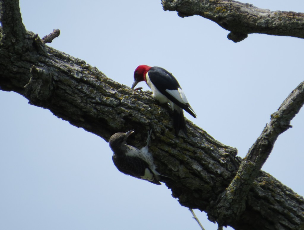 Red-headed Woodpecker - I was thrilled to find a pair with young this summer. That's good news!