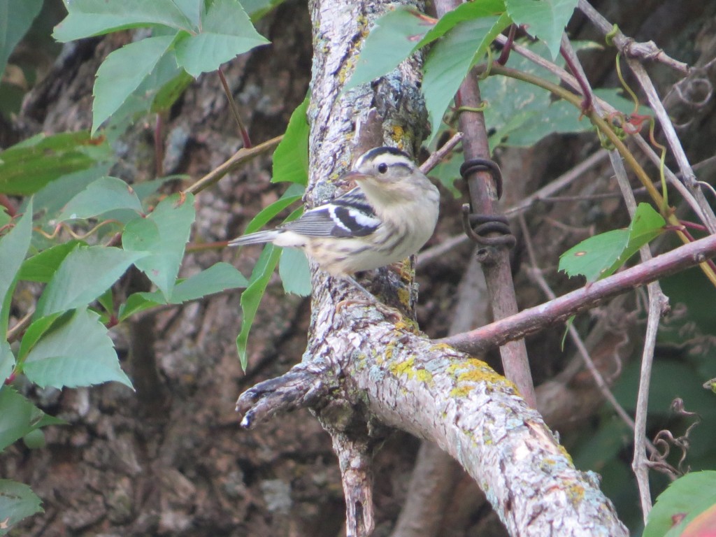 Black-and-White Warbler