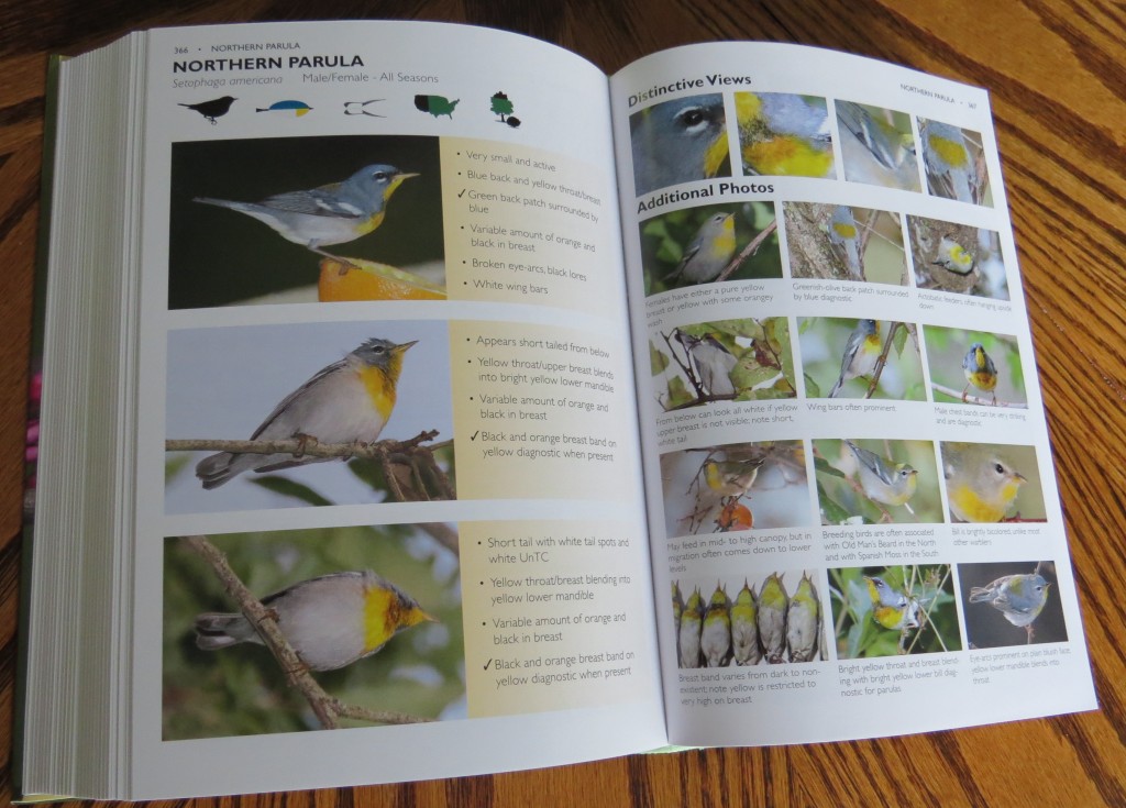 Northern Parula Section - The Warbler Guide