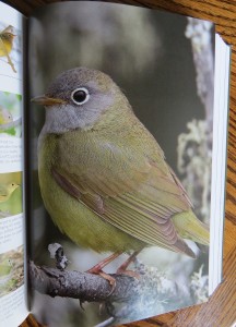 Connecticut Warbler - The Warbler Guide