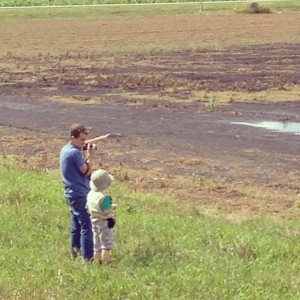 Upland Sandpiper