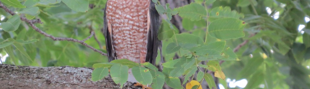 Cooper's Hawk