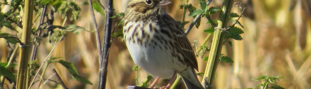 Savannah Sparrow