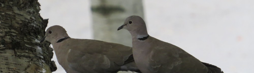 Eurasian Collared Dove