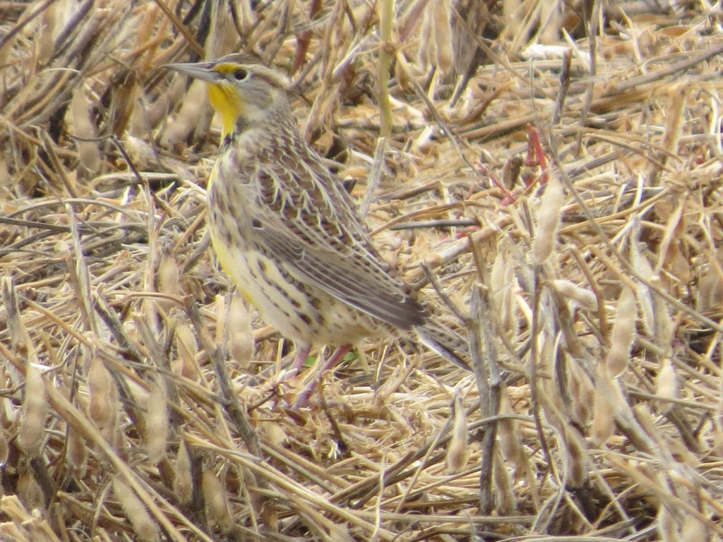 Western Meadowlark - my dad's favorite bird