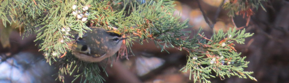 Golden-crowned Kinglet