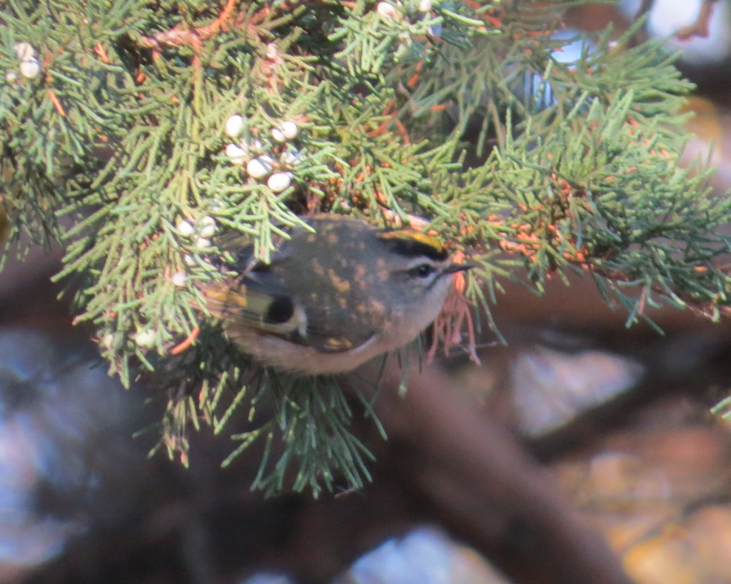 Golden-crowned Kinglet