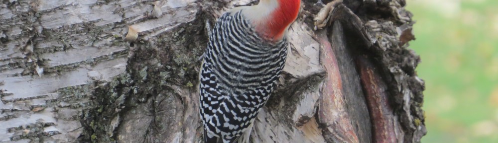 Red-bellied Woodpecker