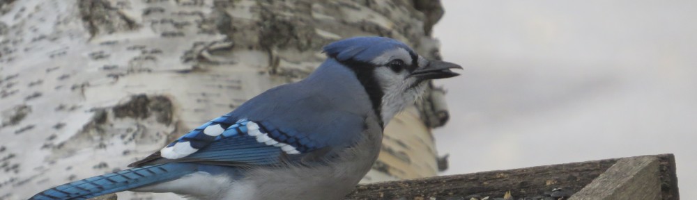 Blue Jay