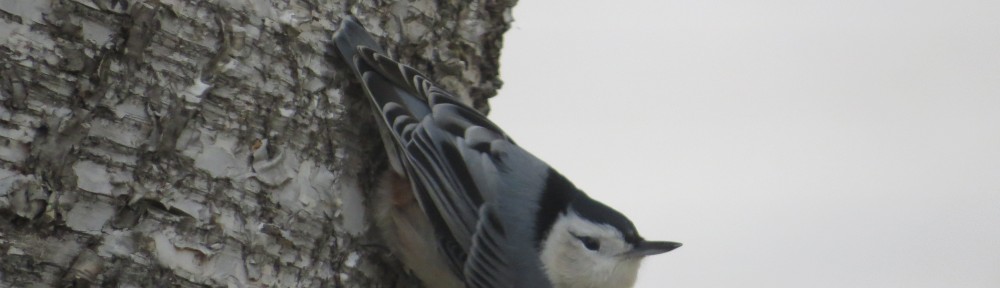 White-breasted Nuthatch