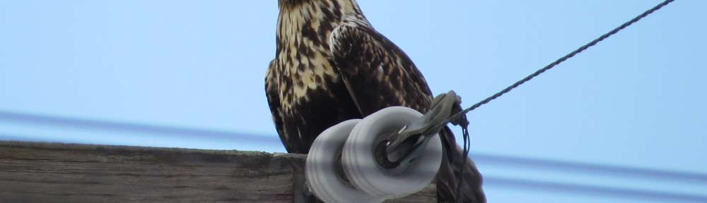 Rough-legged Hawk