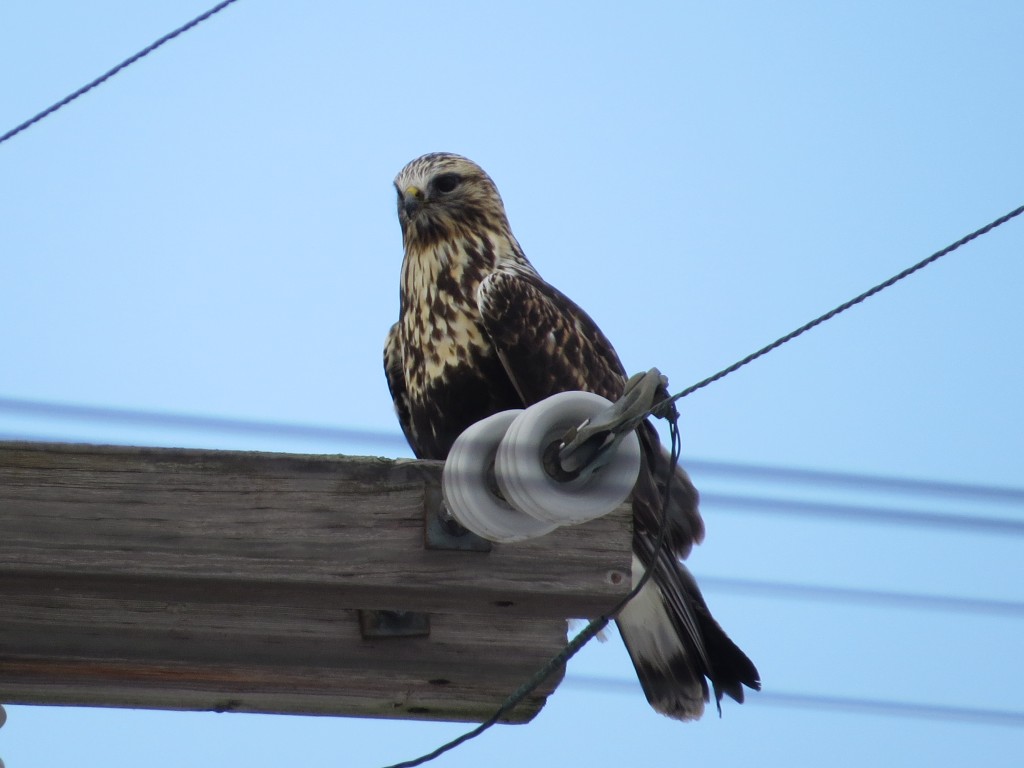 Rough-legged Hawk