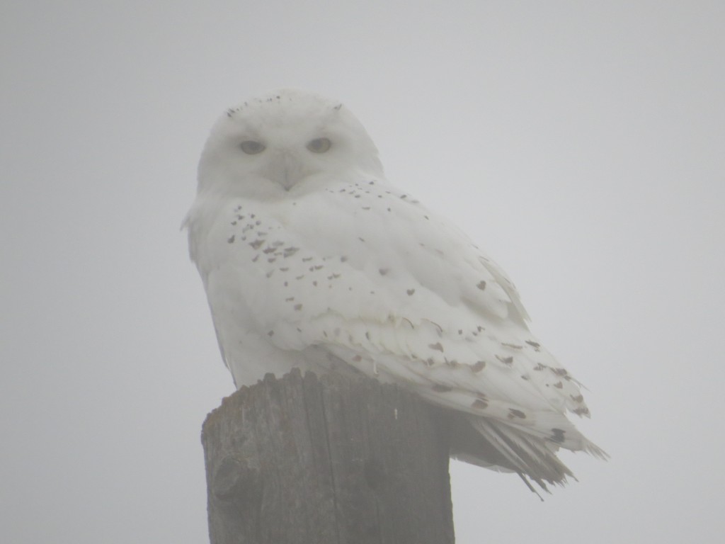 Snowy Owl in Meeker County 