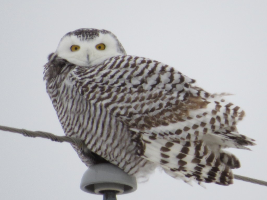 Snowy Owl - Sauk Rapids, Minnesota