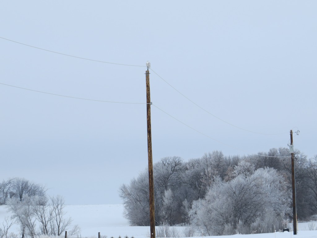 Power poles and telephone poles are the Snowy Owl's favorite perches as they hunt over open country, like their native tundra.