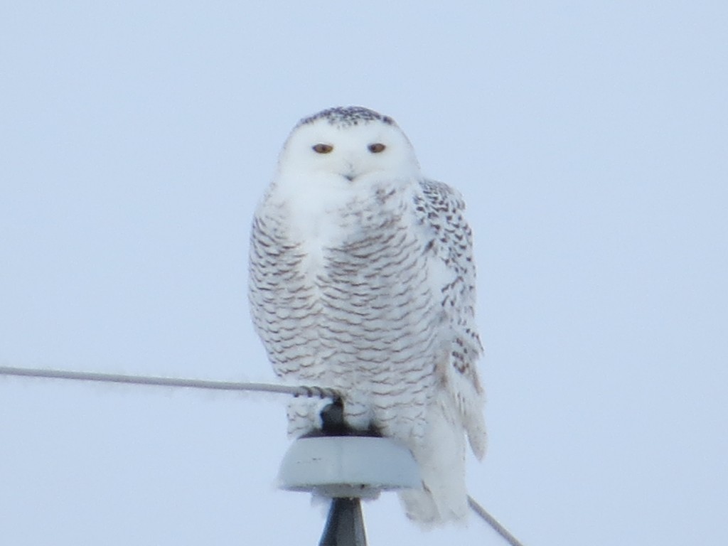 Snowy Owl - Holdingford, Minnesota