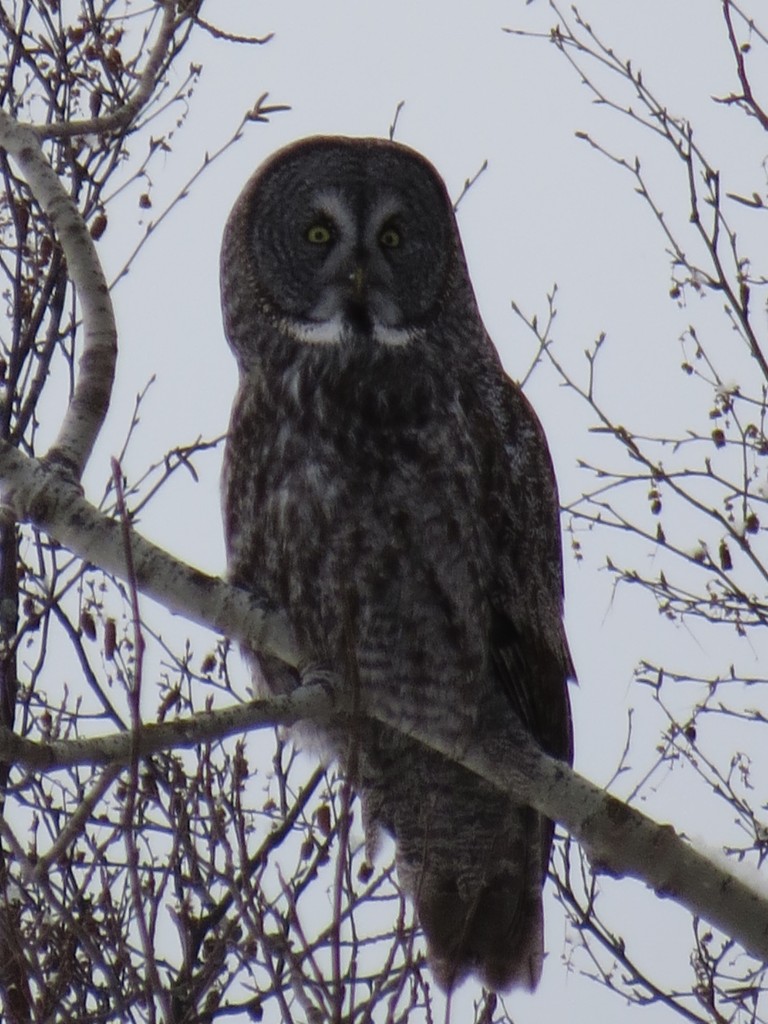 Great Gray Owl No. 1