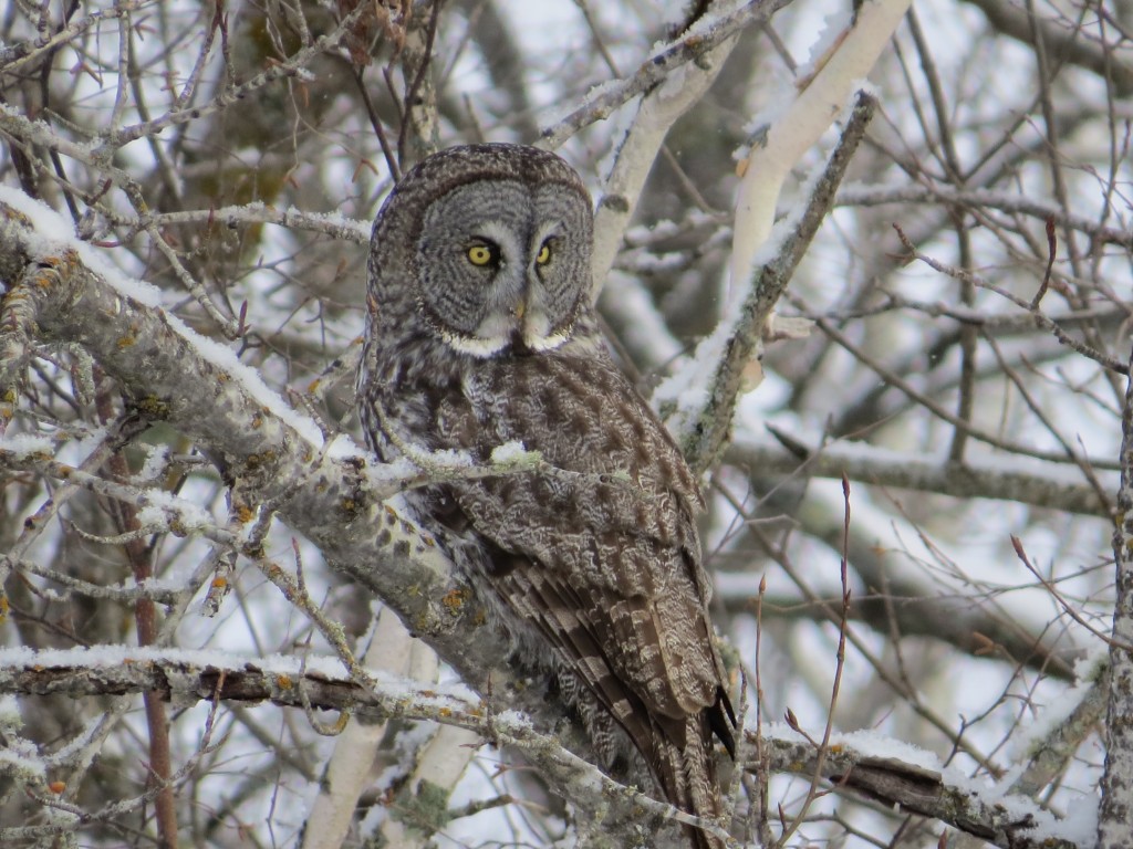 Great Gray Owl No. 2