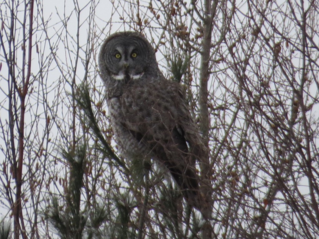 Great Gray Owl No. 3