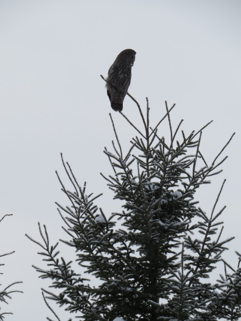 Great Gray Owl No. 4