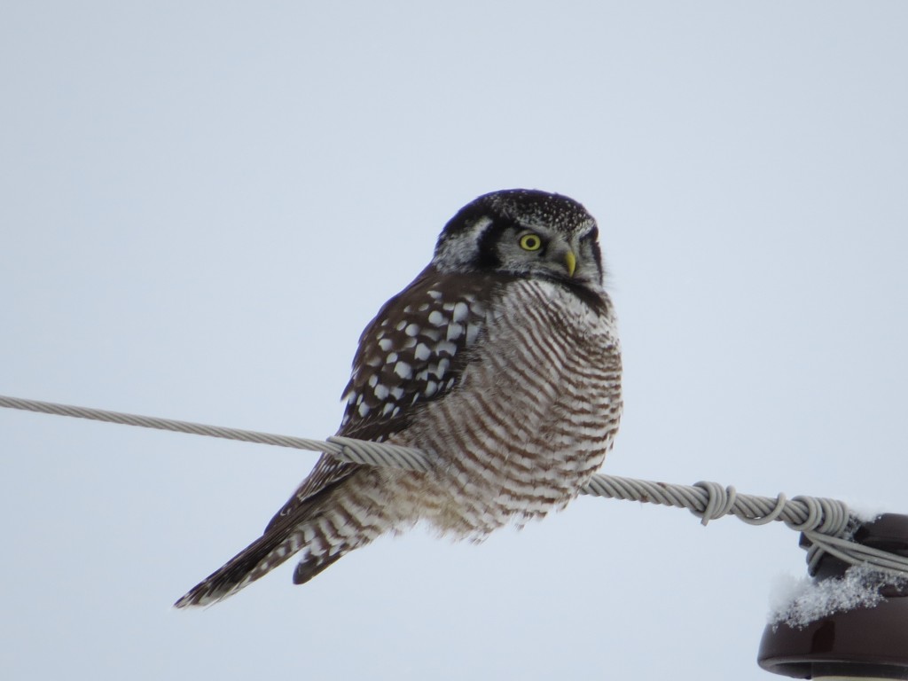 Northern Hawk Owl ignoring us