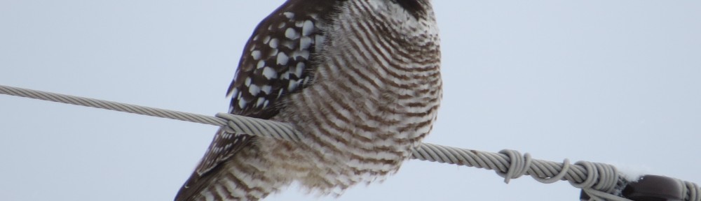 Northern Hawk Owl Lifer!