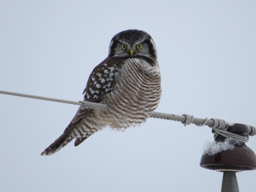 Northern Hawk Owl Lifer!