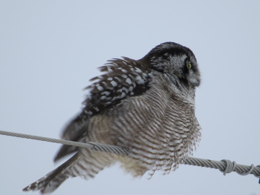 Northern Hawk Owl fluffing up